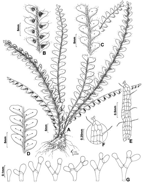 Moranopteris Rupicola A Habit B Detail Of The Fertile Segments