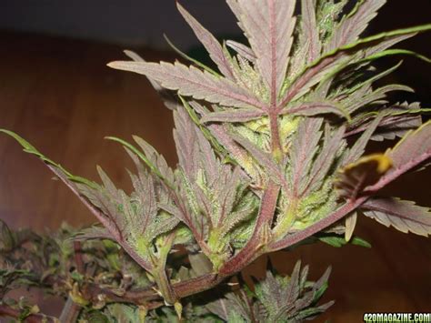 Unless the effects of the stressors have progressed to desiccation or rotting, you can usually restore a cactus with a change of location and/or more vigilant care. How do i make my bud turn purple