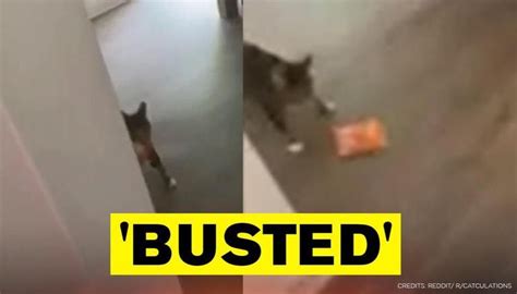 busted video of a cat caught stealing treats leaves netizens into splits what s viral