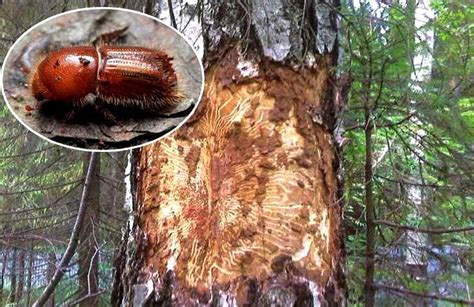Main Pests Of The Forest Biochemtech