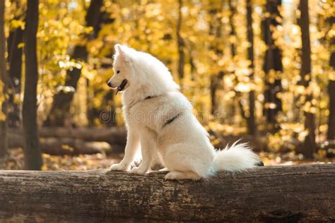 Dog Breed Samoyed Husky Doggy Portrait Stock Photo Image Of Cute