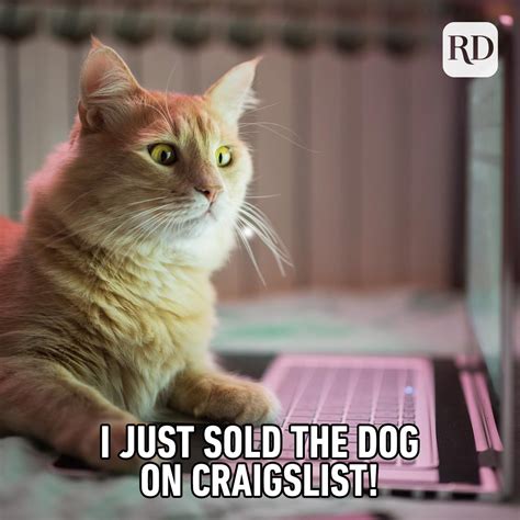 35 Cat Memes You'll Laugh at Every Time | Reader's Digest