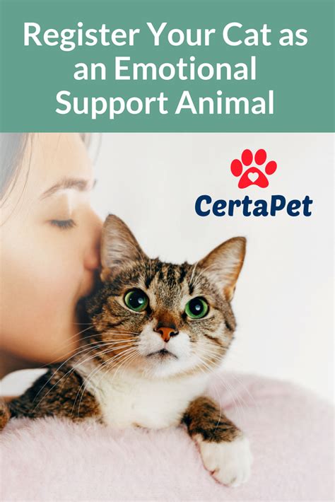 🐱 find cats and kittens locally for sale or adoption in kitchener / waterloo : CertaPet | Emotional support animal, Cats, Animals