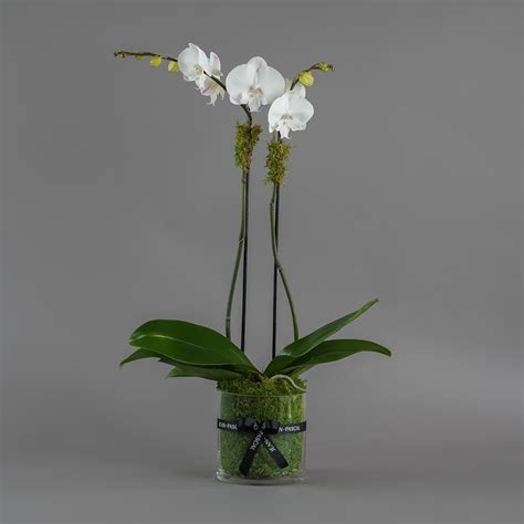 White Phalaenopsis Orchid In Los Angeles Ca Jean Pascal Florist