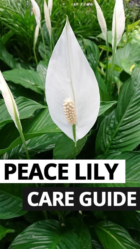 Peace Lily Houseplants Are Fab This Article Goes Into Detail About