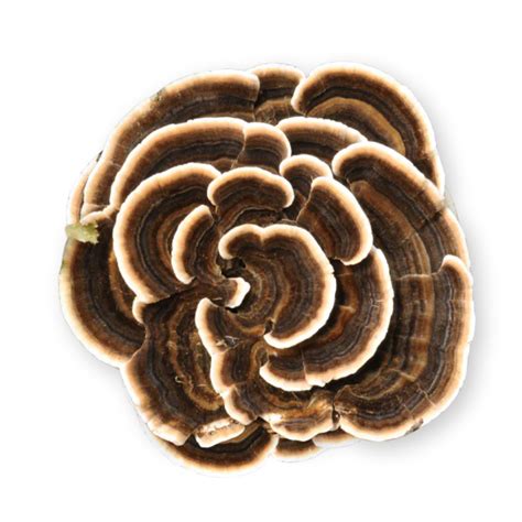 organic turkey tail mushroom extract capsules and powders real mushrooms
