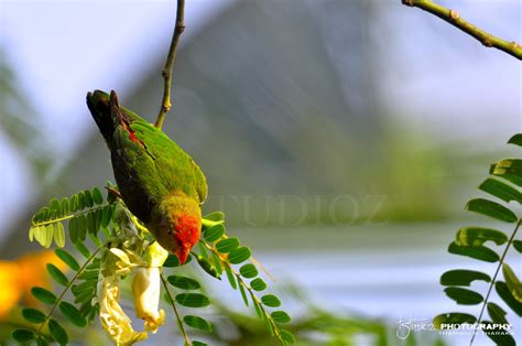 Sri Lanka Hanging Parrot Loriculus Beryllinus Tstudioz Flickr