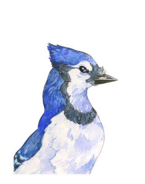 Blue Jay Wall Art Prints By Natalie Groves Minted