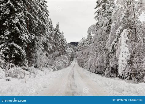 Snow Covered Road In A Scandinavian Pinewood Forest With Snowy Forest
