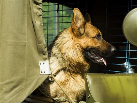 Military Dog German Shepherd Stock Image Image Of Military Special