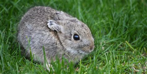 Columbian Basin Pygmy Rabbit Endangered Status Habitat Size And