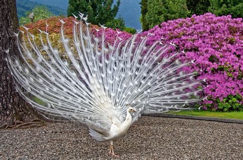 Breathtaking White Peacocks Everything You Need To Know