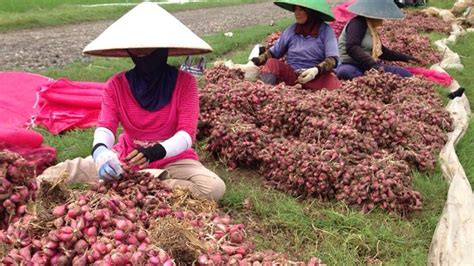 Demak Jadi Penghasil Bawang Merah Terbanyak ke2 di Jawa Tengah