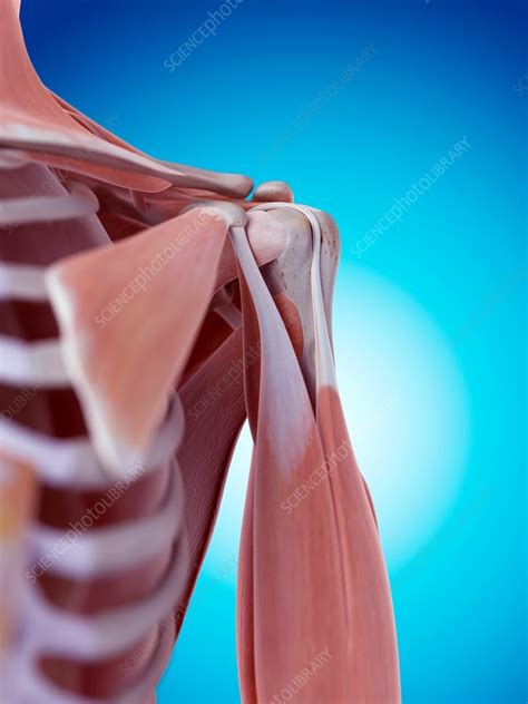 Human Shoulder Anatomy Stock Image F0158229 Science Photo Library