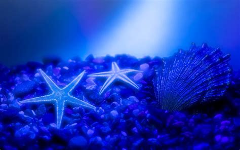 1920x1200 1920x1200 Starfish Hd Background Coolwallpapersme