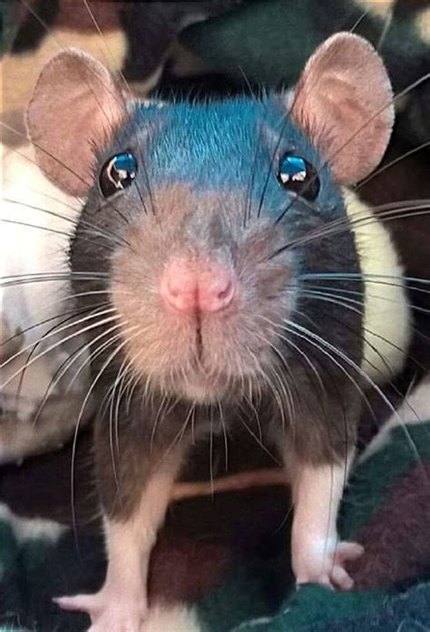 My What Big Eyes You Have For Such A Little Rattie Cute Rats Cute