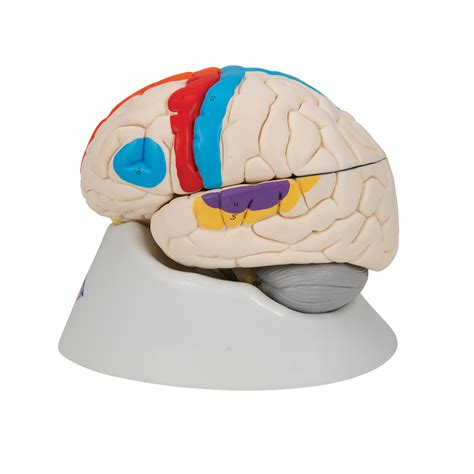 Anatomical Teaching Models Plastic Human Brain Models Neurological