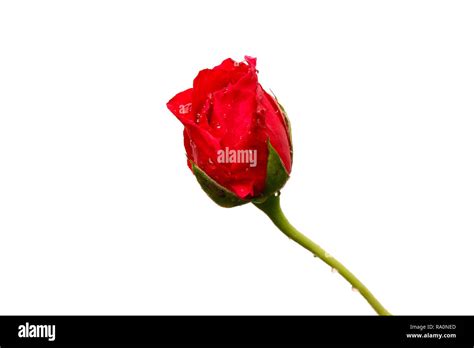 Red Rose Rosebud With Green Leafs Isolated On White Background Stock
