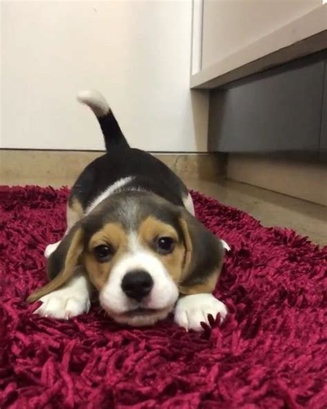 Puppy Dogs On Instagram “someone Barked For The First Time 😍 🎥