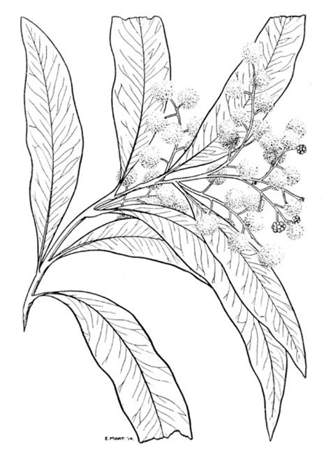 Acacia Tree Drawing at GetDrawings | Free download