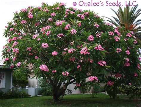 There is now such an abundance of plumeria plants in hawaii that many plumeria plants can definitely grow in tropical areas, but where else can they grow? Pin on Sueños