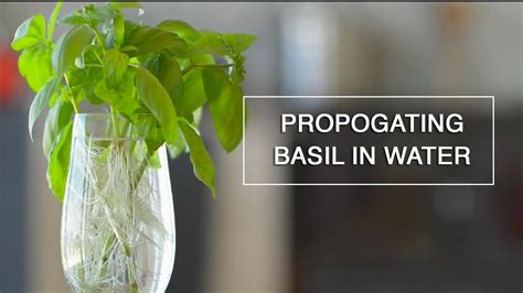 But this has never worked out for me. Rooting Basil in Water - Endless Supply - YouTube