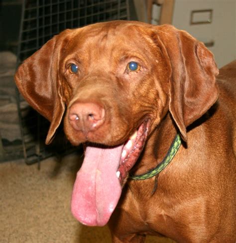 Vizsla Breed Guide - Learn about the Vizsla.