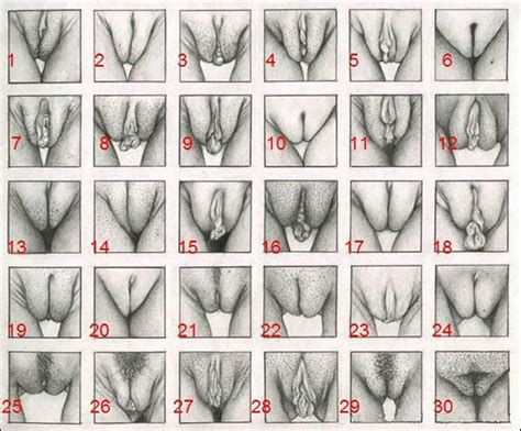 30 DIFFERENT TYPES OF PUSSIES SELECT YOURS And Lets See Which One