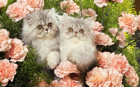 Kittens In Flowers Hd Wallpaper Background Image
