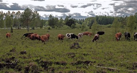 All slow trips experiences in eastern styria. Bredforsen vid Nedre Dalälven | Kambo Gård