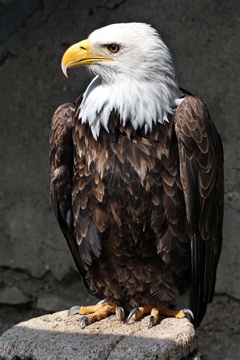 What Made The Bald Eagle The National Bird Of The United States