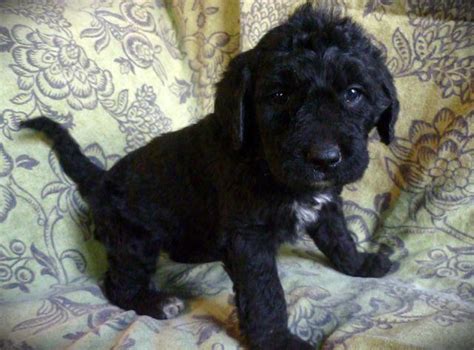 Check spelling or type a new query. Ethically-Raised Labradoodle Puppy (Free Delivery) for Sale in Memphis, Tennessee Classified ...