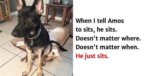 Idea by kim berndt on pets cute animals, kittens cutest. 10+ Hilarious Animal Memes That Will Make Your Day So Much ...