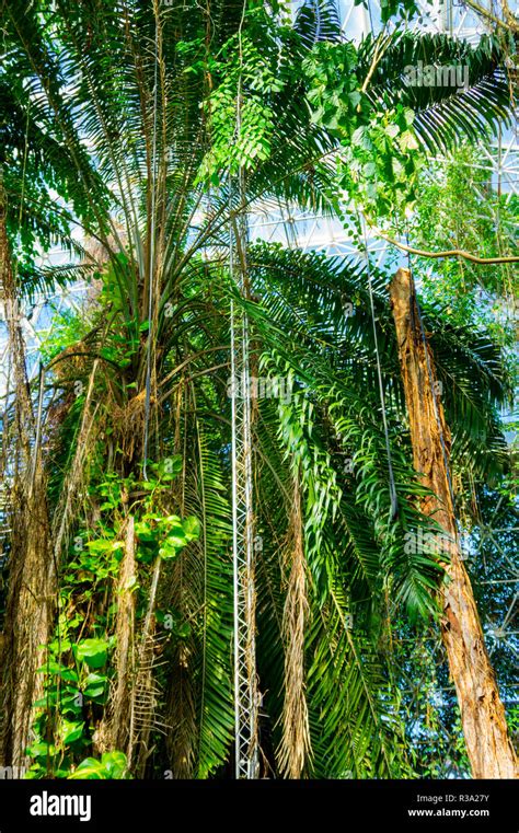 Artificial Rainforest Hi Res Stock Photography And Images Alamy