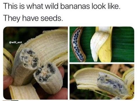 Thanks I Hate Wild Bananas R Tihi