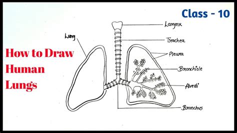 How To Draw Human Lungs Easily Step By Step Human Lungs Drawing Easily Youtube