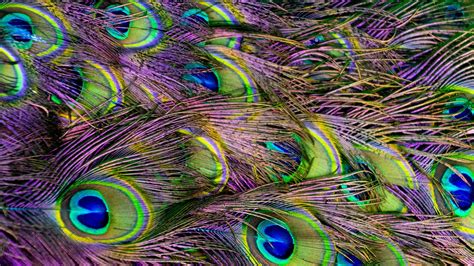Green peacocks also have various shades of green and copper, making it a quite striking animal. Colorful Peacock Feathers Background Wallpaper - Wallpaper ...