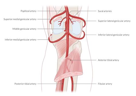 Popliteal Artery Diagram