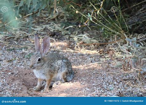 Beautiful Cottontail Rabbit Digging Hole At Riparian Preserve Arizona