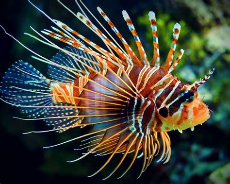 Hd Beautiful Lionfish Wallpapers Hd Desktop Wallpaper 美しい魚 魚 アンダー