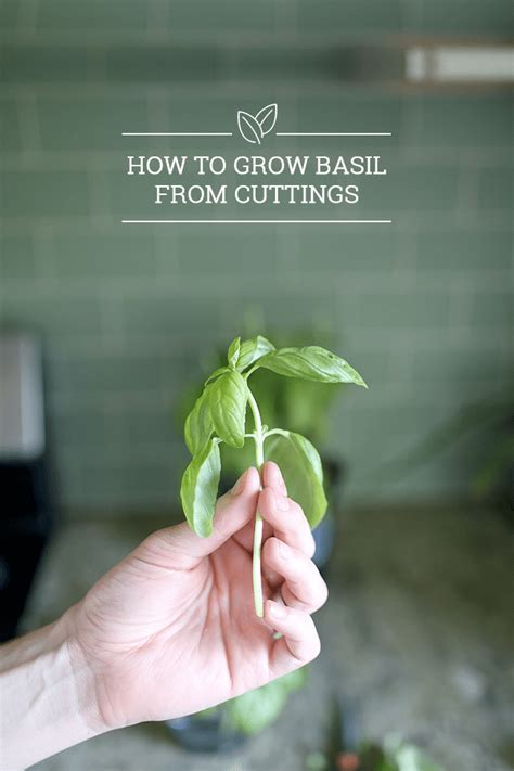 Learn how to grow cactus from cuttings outdoors. How to Grow Basil from Cuttings - Buy 1 Plant, Grow 10 ...