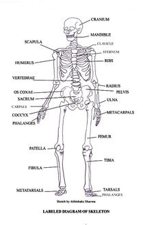 Bones, ligaments, and muscles are the structures that form levers in the body to create human movement. Chapter 17 - alygawScienceWebsite