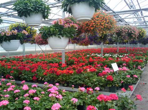Greenhouse Flowers Food Ideas