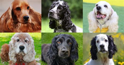 Different Types Of Cocker Spaniels Cocker Crazy