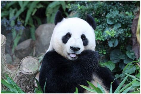 Cute Giant Panda Bear Animal Pictures Photos Download