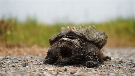 Are Snapping Turtles Good Pets Must Read Before Buying The Turtle Hub