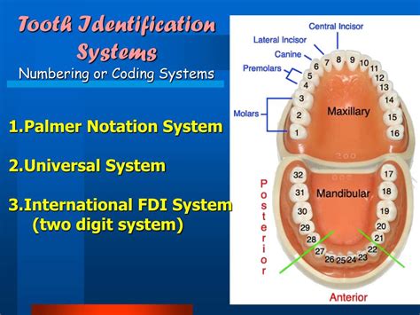 Ppt Human Dentition Powerpoint Presentation Free Download Id6889119