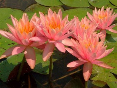 But no matter how the species developed, one thing is certain: Plants & Wildlife - Everglades Wonder Gardens