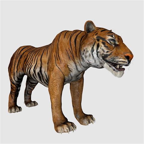 3d Asset Tiger Cgtrader