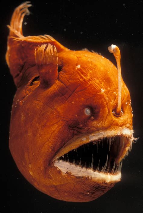 Anglerfish National Geographic Deep Sea Creatures Deep Sea Life